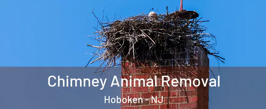  Chimney Animal Removal Hoboken - NJ