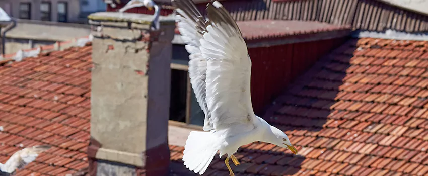 Residential Chimney Animal Removal Solution in Hoboken, NJ
