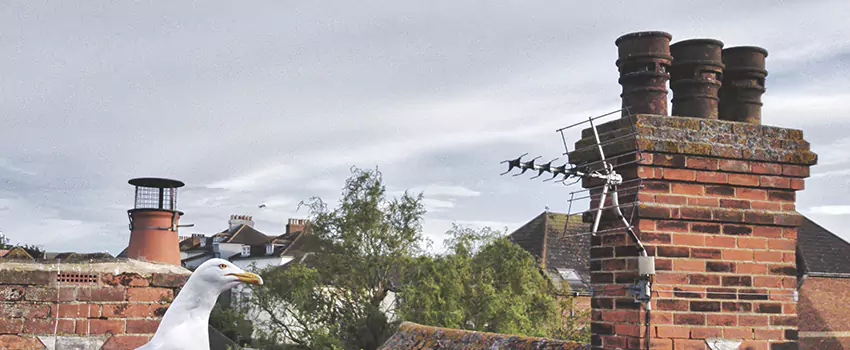 Chimney Cleaning And Restoration in Hoboken, New Jersey